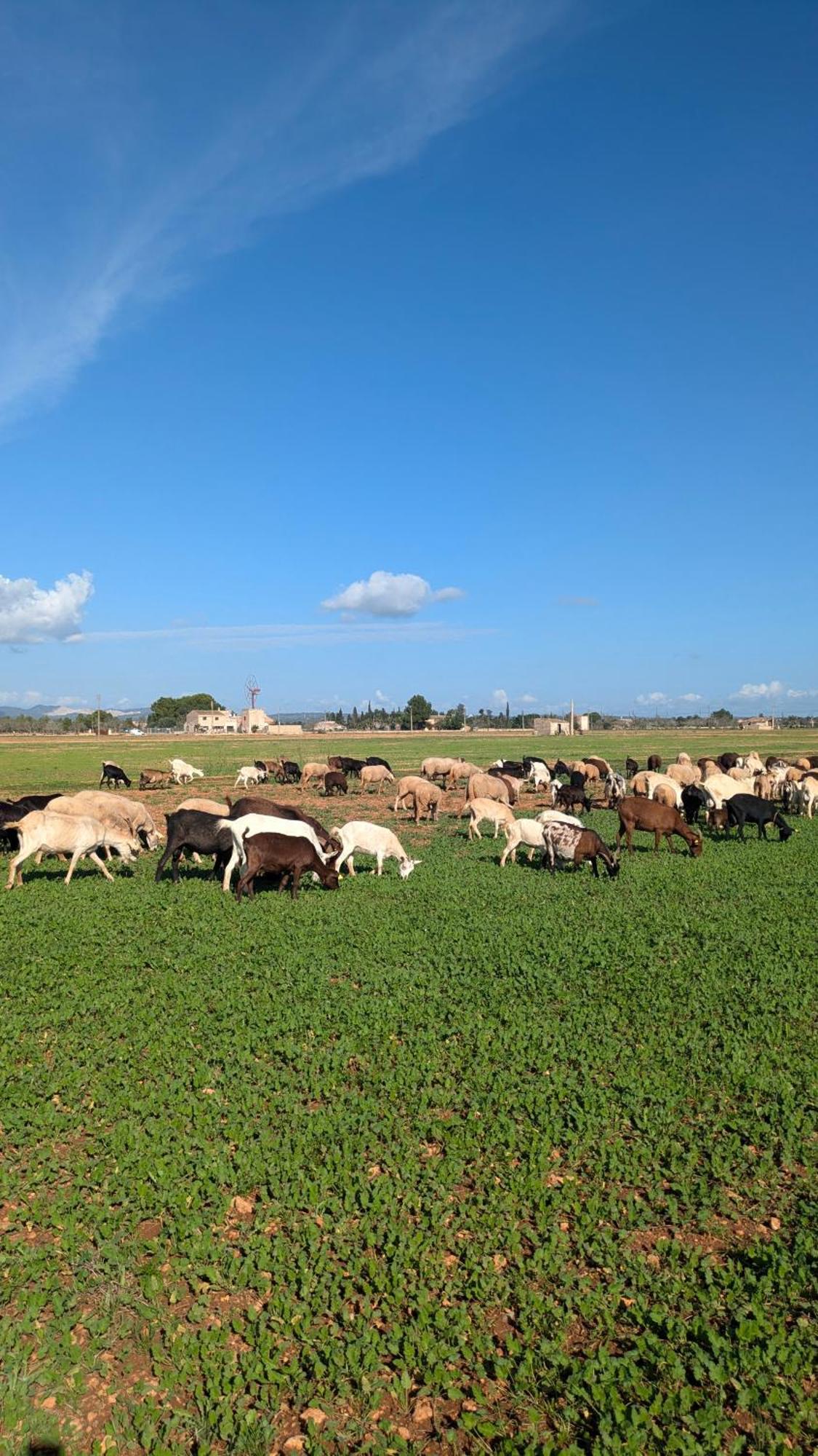 Casa di campagna Sant Blai Campos (Mallorca)