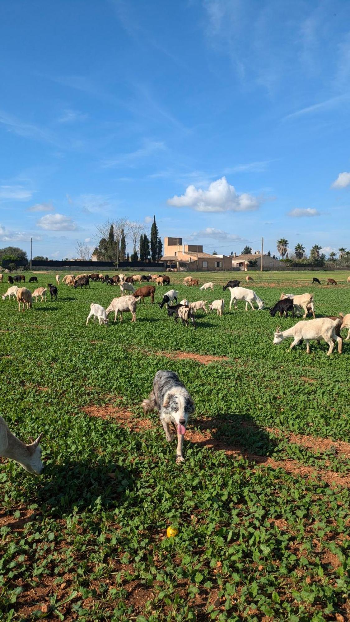 Sant Blai Casa di campagna